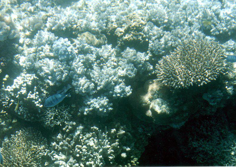 Great Barrier Reef 5001 Great Barrier Reef, Queensland
